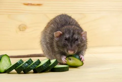 Rat eats a cucumber. Stock Photos