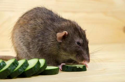 Rat eats a cucumber. Stock Photos