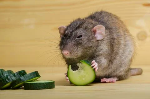 Rat eats a cucumber. Stock Photos