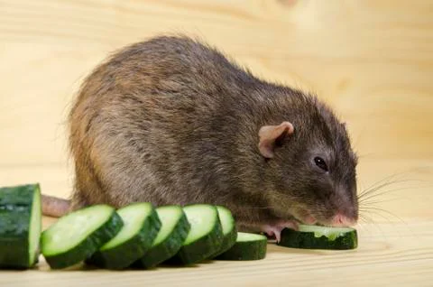 Rat eats a cucumber. Stock Photos