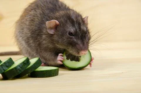 Rat eats a cucumber. Stock Photos