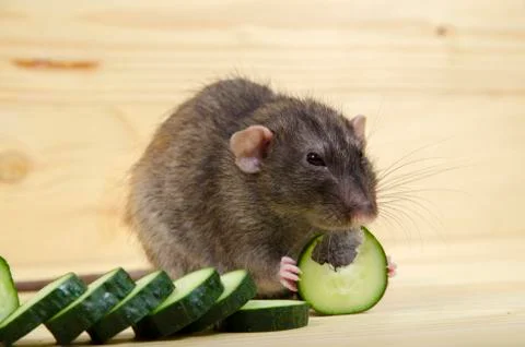 Rat eats a cucumber. Stock Photos