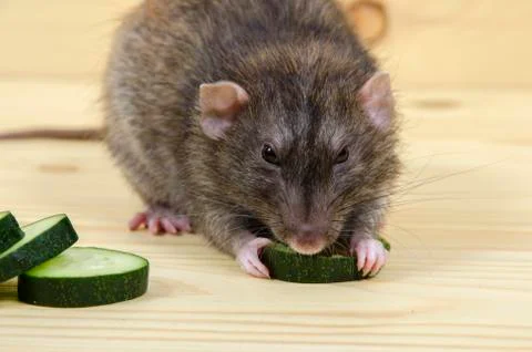 Rat eats a cucumber. Stock Photos