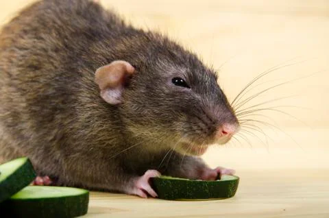 Rat eats a cucumber. Stock Photos