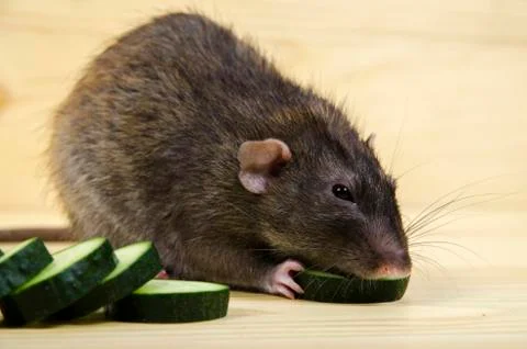 Rat eats a cucumber. Stock Photos