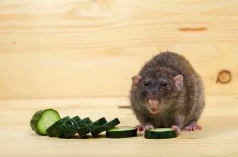 Rat eats a cucumber. Stock Photos
