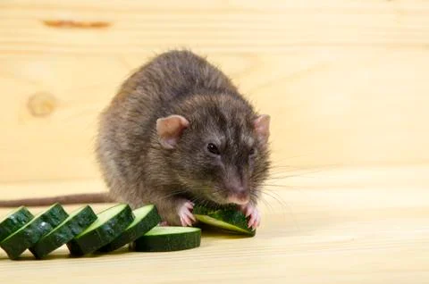 Rat eats a cucumber. Stock Photos