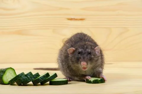 Rat eats a cucumber. Stock Photos