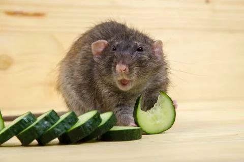 Rat eats a cucumber. Stock Photos