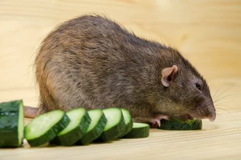 Rat eats a cucumber. Stock Photos