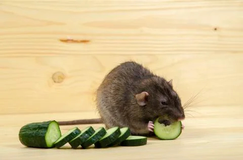 Rat eats a cucumber. Stock Photos