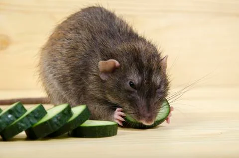 Rat eats a cucumber. Stock Photos