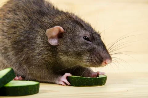 Rat eats a cucumber. Stock Photos