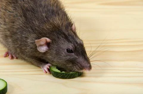 Rat eats a cucumber. Stock Photos