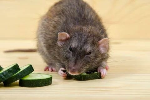 Rat eats a cucumber. Stock Photos