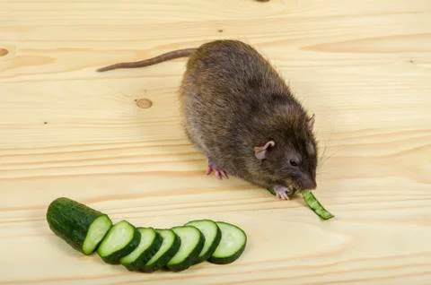 Rat eats a cucumber. Stock Photos
