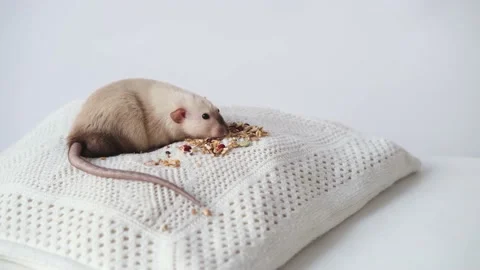 Rat eats 스톡 동영상 131110898