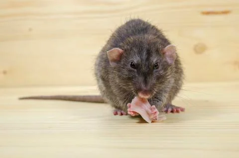 Rat eats lard. Stock Photos