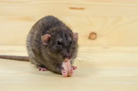 Rat eats lard. Stock Photos
