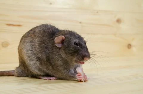 Rat eats lard. Stock Photos