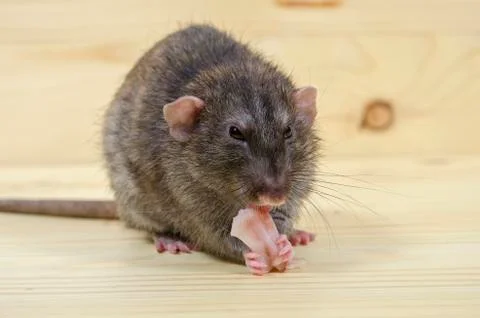 Rat eats lard. Stock Photos