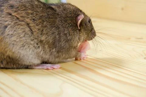 Rat eats lard. Stock Photos