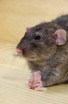Rat eats lard. Stock Photos
