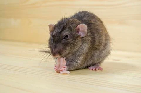 Rat eats lard. Stock Photos