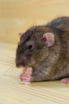 Rat eats lard. Stock Photos