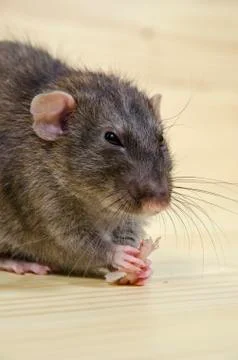Rat eats lard. Stock Photos