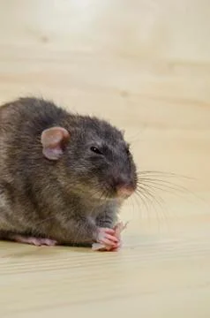 Rat eats lard. Stock Photos