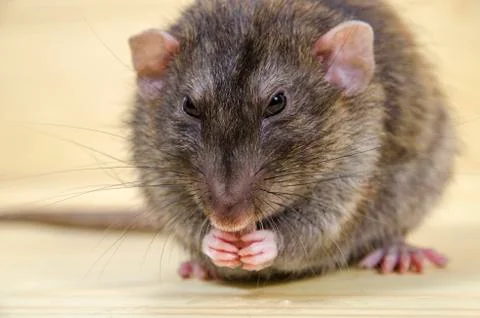 Rat eats lard. Foto stock