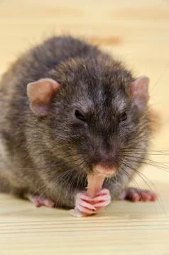 Rat eats lard. Stock Photos