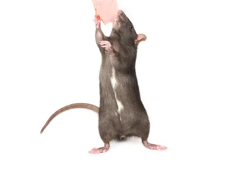 Rat eats meat Foto stock