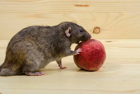 Rat eats a peach. Stock Photos