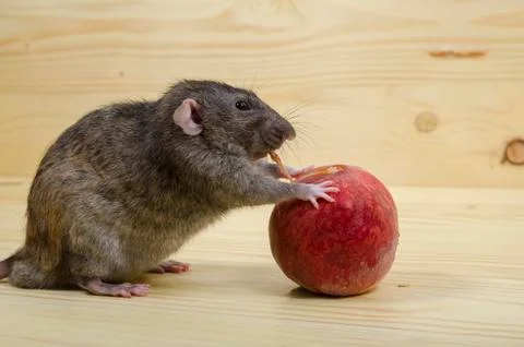 Rat eats a peach. Stock Photos