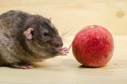 Rat eats a peach. Stock Photos
