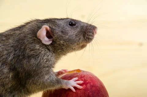 Rat eats a peach. Stock Photos
