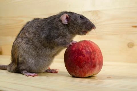 Rat eats a peach. Stock Photos