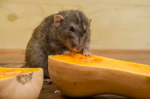 Rat eats a pumpkin. Stock Photos