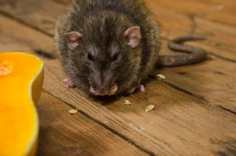 Rat eats a pumpkin. Stock Photos