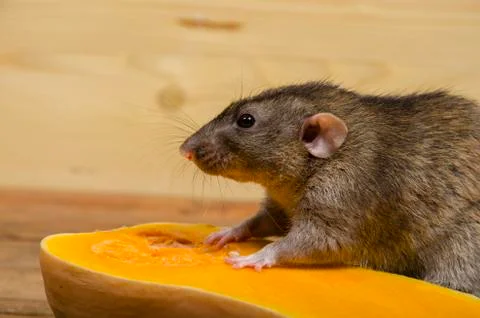 Rat eats a pumpkin. Stock Photos