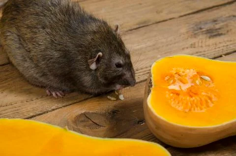 Rat eats a pumpkin. Stock Photos