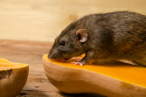 Rat eats a pumpkin. Stock Photos