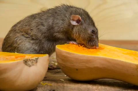 Rat eats a pumpkin. Stock Photos