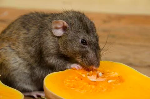 Rat eats a pumpkin. Stock Photos