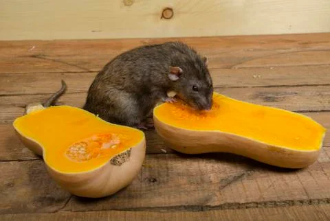 Rat eats a pumpkin. Stock Photos