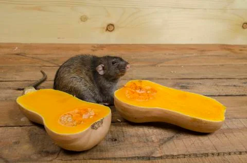 Rat eats a pumpkin. Stock Photos