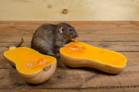 Rat eats a pumpkin. Stock Photos