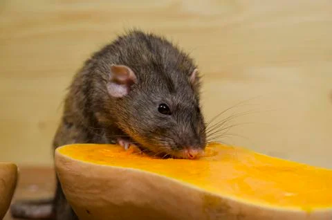 Rat eats a pumpkin. Stock Photos